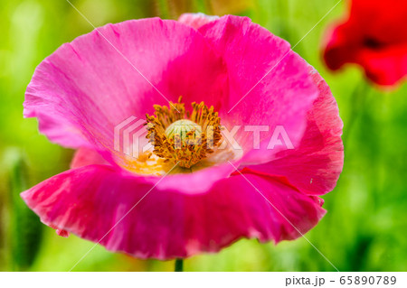 ポピーの花 国営みちのく杜の湖畔公園 宮城県川崎町の写真素材 6507