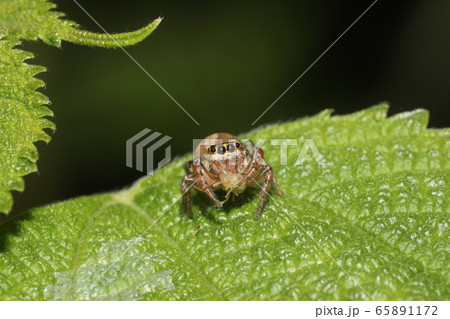 ネコハエトリグモ 65891172