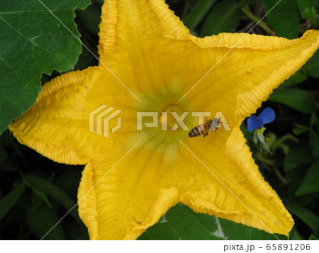 自然 葉 花 65891206