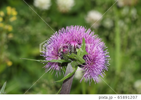 ノアザミ花の帯化 65891207