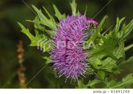 ノアザミ花の帯化 65891209