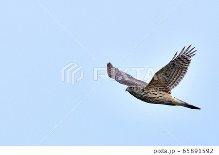 青空バックにさっそうと飛ぶオオタカ幼鳥の飛翔シーン 青空バックにさっそうと飛ぶオオタカ幼鳥の飛翔シーン 65891592