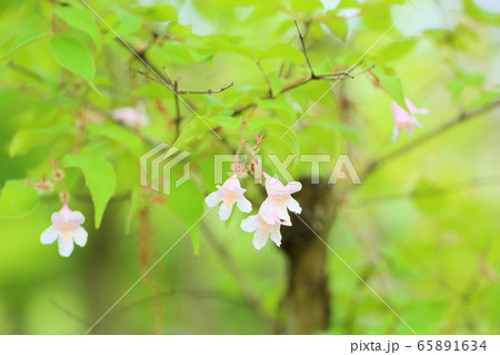 ショウキウツギの花 65891634