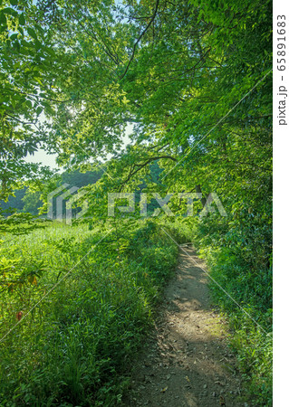 新緑　北本自然観察公園　遊歩道　埼玉県北本市 65891683