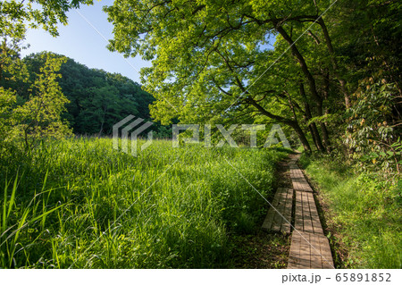 新緑 北本自然観察公園 遊歩道 埼玉県北本市の写真素材