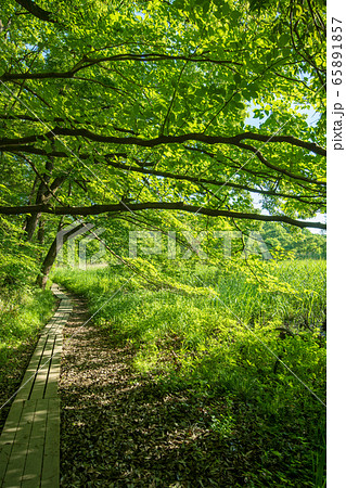 新緑 北本自然観察公園 遊歩道 埼玉県北本市の写真素材