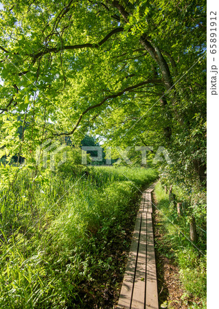 新緑 北本自然観察公園 遊歩道 埼玉県北本市の写真素材