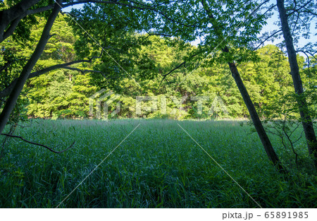 新緑 北本自然観察公園 埼玉県北本市の写真素材