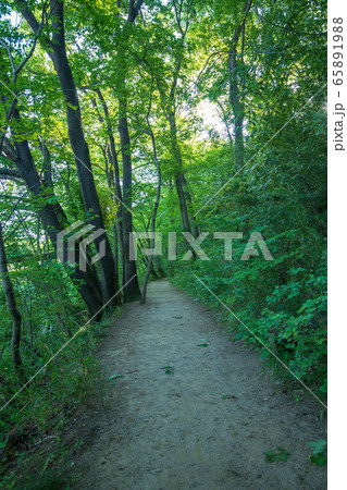 新緑　北本自然観察公園　遊歩道　埼玉県北本市 65891988