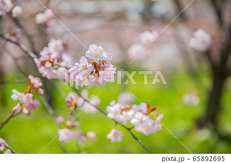 5月 東川町の桜 5月 東川町の桜 65892695