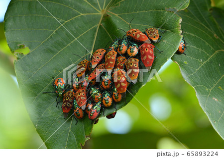 アカギカメムシの成虫集団 Cantao ocellatus アカギカメムシの成虫集団 Cantao ocellatus 65893224