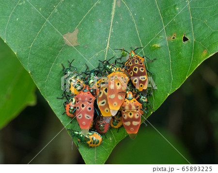 アカギカメムシの成虫集団　Cantao ocellatus 65893225