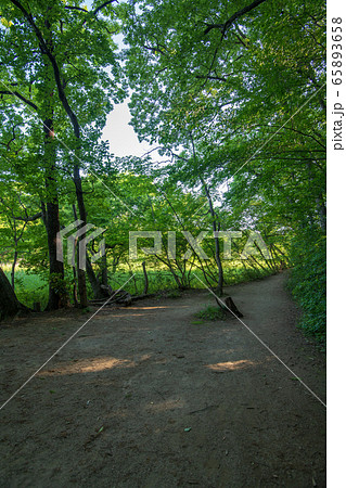 新緑 北本自然観察公園 遊歩道 埼玉県北本市 新緑 北本自然観察公園 遊歩道 埼玉県北本市 65893658