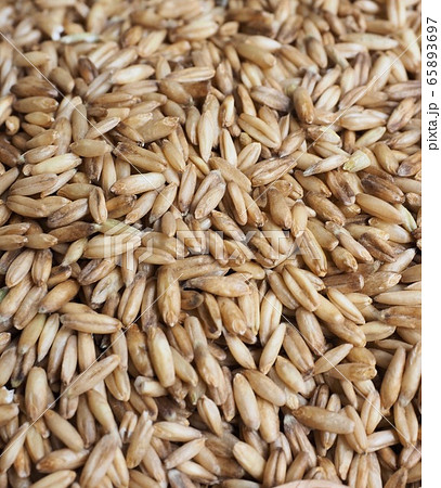 大麦 種子 スプーン 65893697