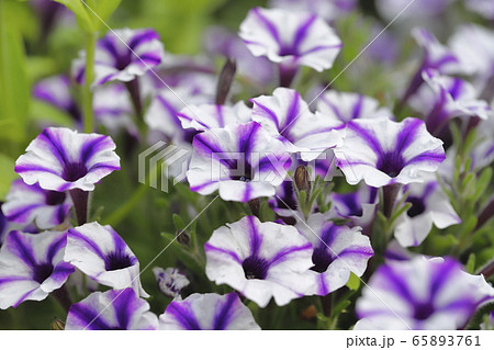 ペチュニア (スーパーチュニアビスタ)  ペチュニア (スーパーチュニアビスタ)  65893761