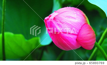 ハスの花と葉の風景 65893769