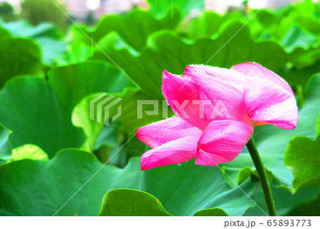 ハスの花と葉の風景 65893773