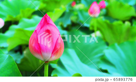 ハスの花と葉の風景 65893776