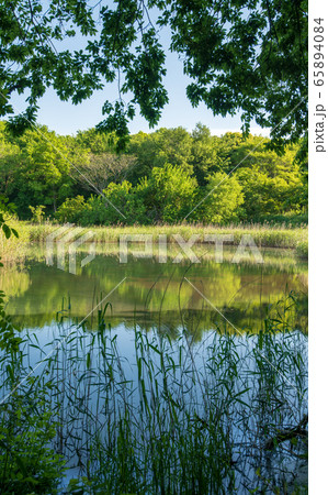 新緑　北本自然観察公園　湿地帯　埼玉県北本市 65894084