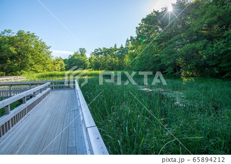 新緑 北本自然観察公園 埼玉県北本市の写真素材