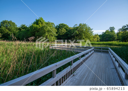 新緑　北本自然観察公園　埼玉県北本市 65894213