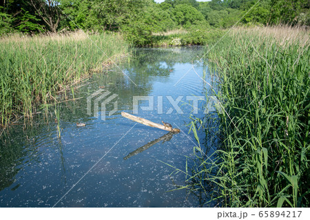 新緑　北本自然観察公園　湿地帯　埼玉県北本市 65894217