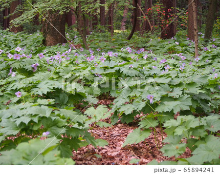 白根葵。シラネアオイ。 65894241