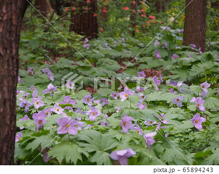 白根葵。シラネアオイ。 65894243