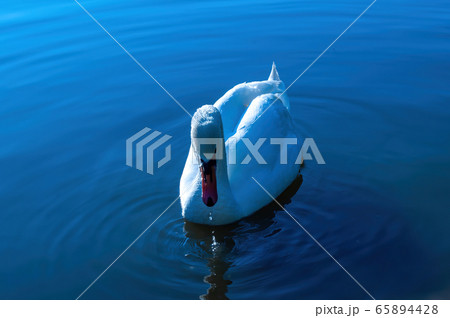 white swan swims in the lake. beautiful water bird. photo white swan swims in the lake. beautiful water bird. photo 65894428