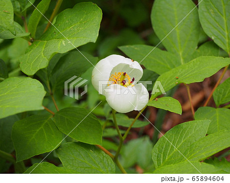 山シャクヤク　山芍薬 65894604