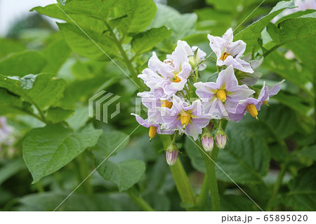 ジャガイモの花の写真素材 6550