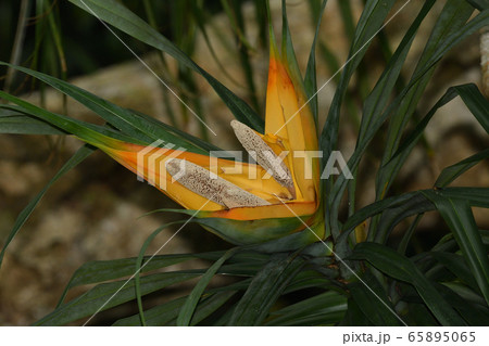 ツルアダンの花　タコノキ 65895065