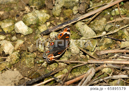 アオタテハモドキのメスの表翅 65895579