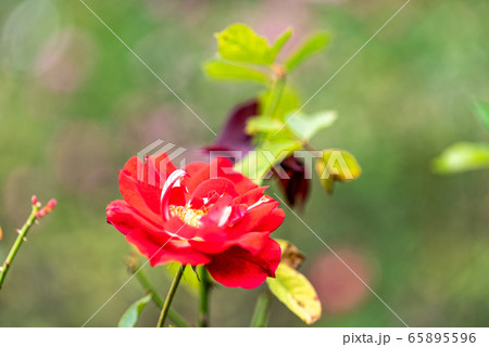 赤い一輪の薔薇 赤い一輪の薔薇 65895596