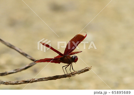 アカスジベッコウトンボ ♂ 鼈甲 赤筋鼈甲蜻蛉 Neurothemis ramburii アカスジベッコウトンボ ♂ 鼈甲 赤筋鼈甲蜻蛉 Neurothemis ramburii 65895689