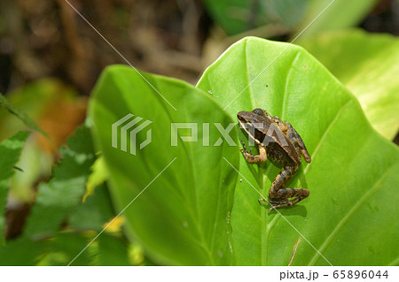 オオハナサキガエルの幼体　Greater tip-nosed frog 65896044