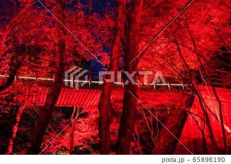 花貫渓谷 ライトアップ夜景 秋 (茨城県高萩市) 2019年11月撮影 花貫渓谷 ライトアップ夜景 秋 (茨城県高萩市) 2019年11月撮影 65896190