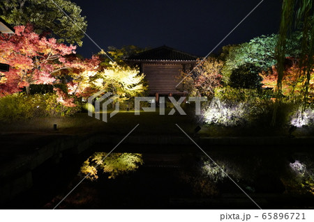 東寺　京都　紅葉　ライトアップ 65896721