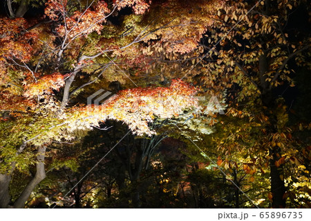東寺 京都 紅葉 ライトアップ 東寺 京都 紅葉 ライトアップ 65896735