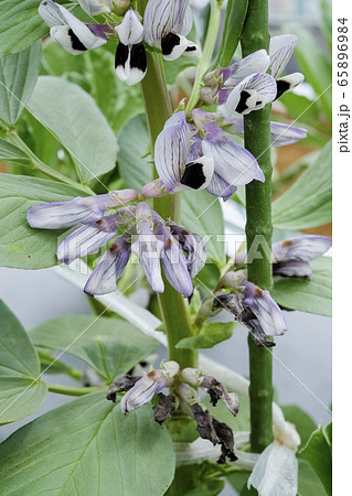 空豆の花の写真素材