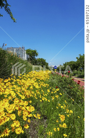 グムギェグク 黄色の花 空 65897132
