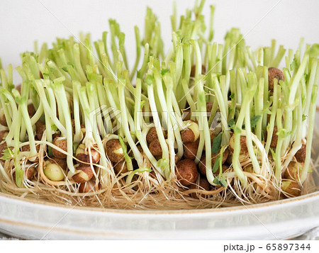 2回目の豆苗 エコ 2回目の豆苗 エコ 65897344