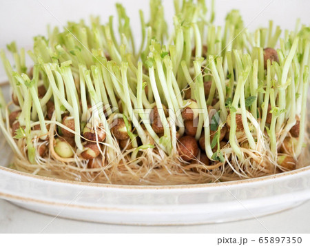 2回目の豆苗 エコ 2回目の豆苗 エコ 65897350