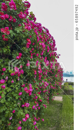 バラの花 屋外 花 65897492