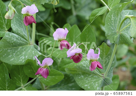 エンドウ豆の花の写真素材