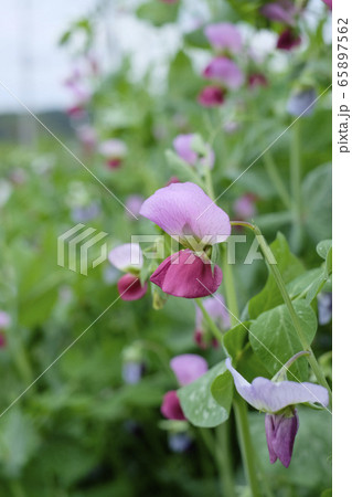 エンドウ豆の花の写真素材