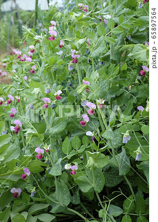 エンドウ豆の花の写真素材