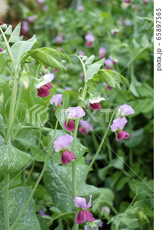 エンドウ豆の花の写真素材