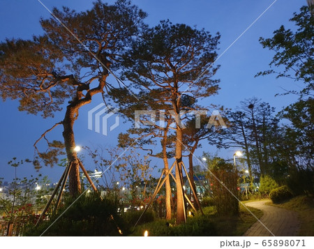 松 照明 夜景 65898071