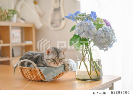 紫陽花とカゴでくつろぐ猫 紫陽花とカゴでくつろぐ猫 65898596